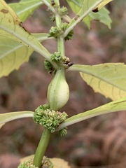 Neolasioptera lycopi