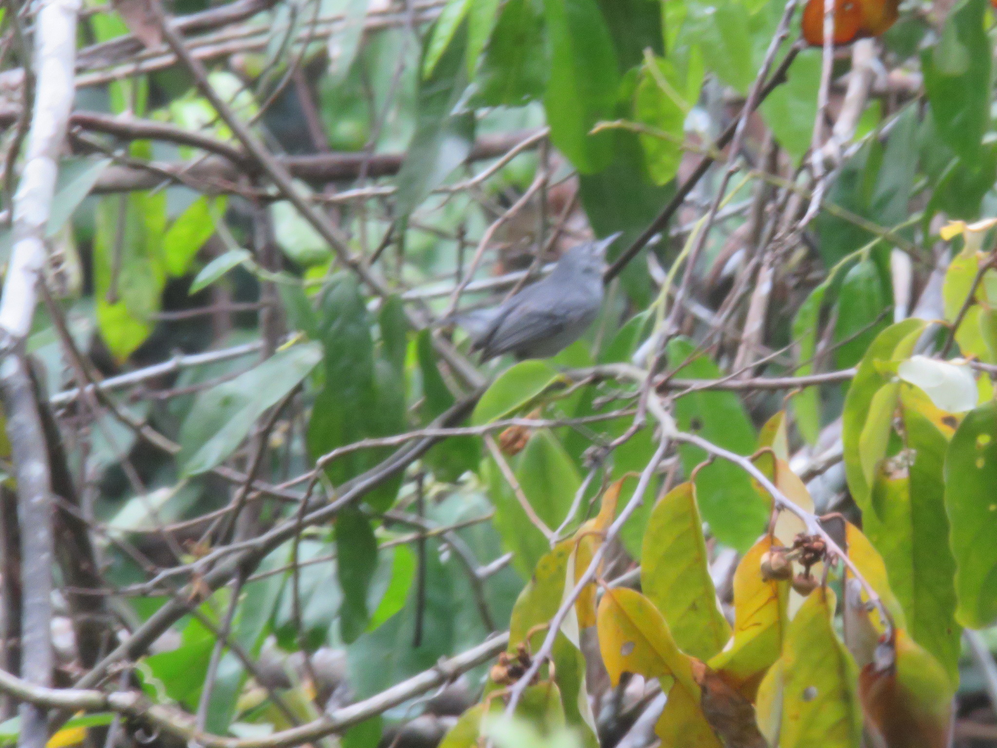 Leaden Antwren (Myrmotherula assimilis), photo 1