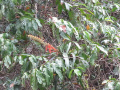 Aechmea angustifolia