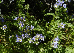 Polemonium californicum