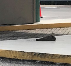 Pavo cristatus × muticus