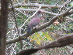 Patagioenas speciosa