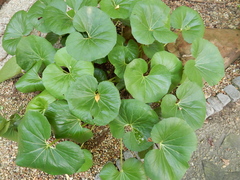Farfugium japonicum