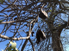 Brachychiton australis