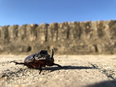 Oryctes nasicornis grypus