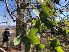 Brachychiton australis