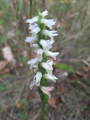 Spiranthes magnicamporum