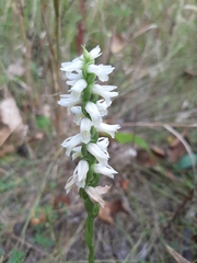Spiranthes magnicamporum