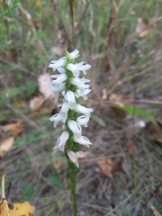 Spiranthes magnicamporum