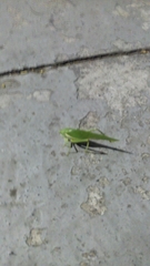 Philophyllia guttulata