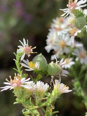 Rhopalomyia gemmaria