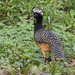 Bare-faced Curassow - Photo (c) Greg Lasley, some rights reserved (CC BY-NC), uploaded by Greg Lasley