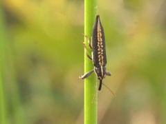 Belidae