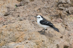 Fluvicola albiventer