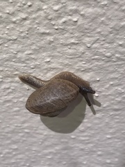 Sagdoidea