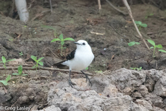 Fluvicola albiventer