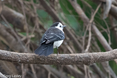 Fluvicola albiventer