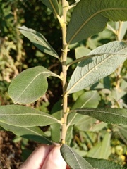 Salix cinerea