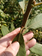 Salix cinerea