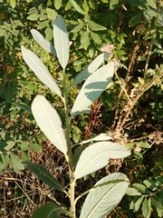 Salix cinerea