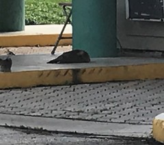 Pavo cristatus × muticus