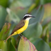 Lesser Kiskadee - Photo (c) Greg Lasley, some rights reserved (CC BY-NC), uploaded by Greg Lasley