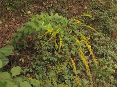 Solidago ulmifolia palmeri