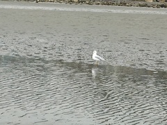 Larus delawarensis