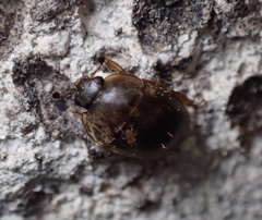 Amphicrossus ciliatus