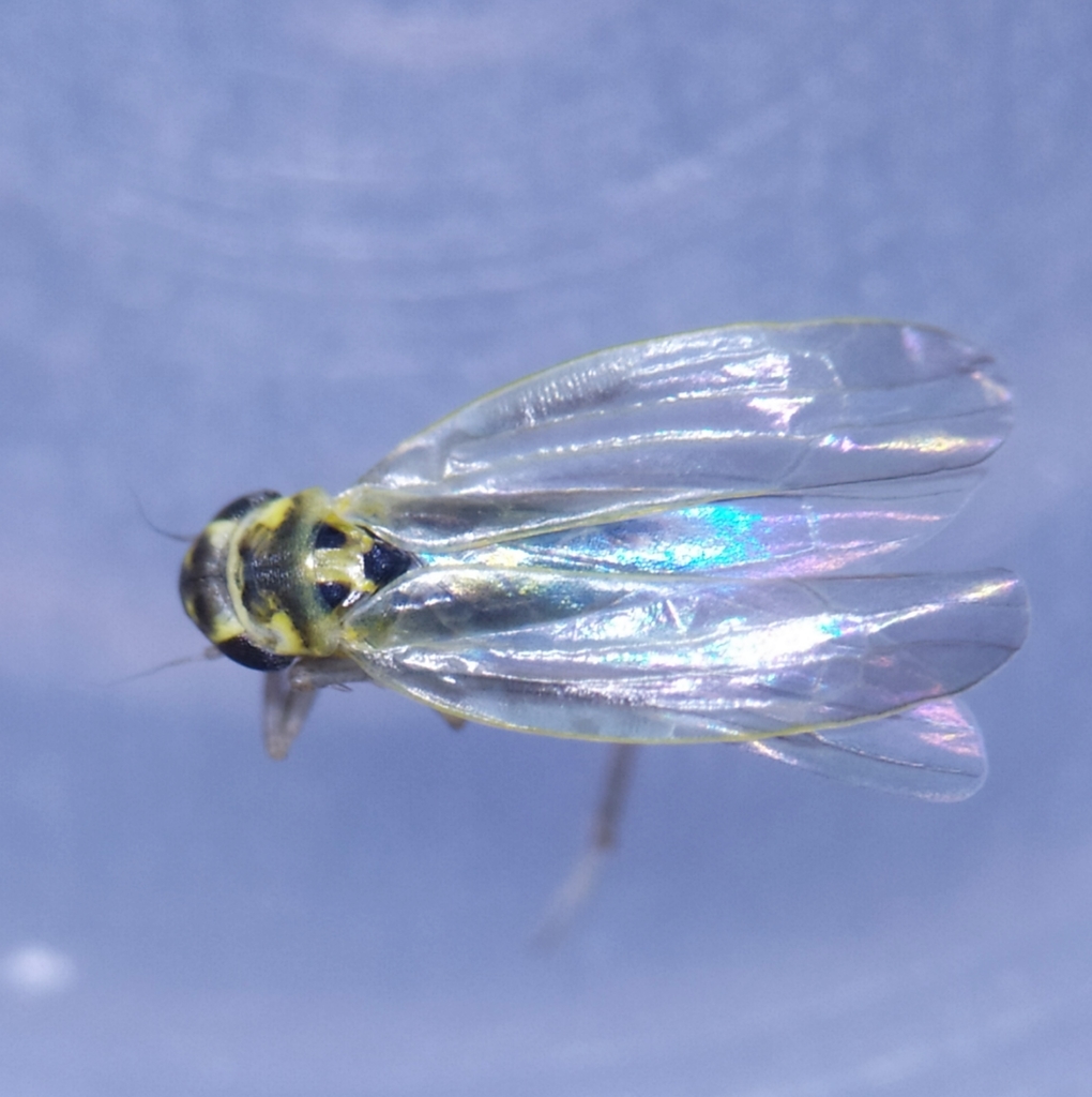 Zyginidia pullula