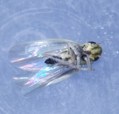 Zyginidia pullula