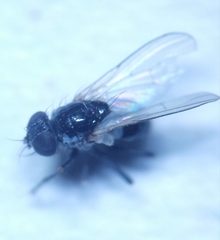 Coenosia atra