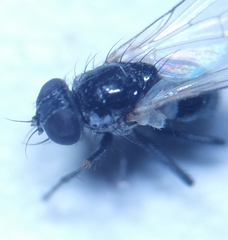 Coenosia atra