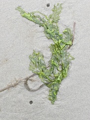 Ulva intestinalis