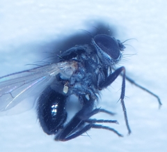 Coenosia atra