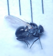 Coenosia atra