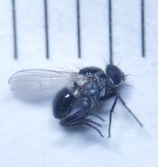Coenosia atra