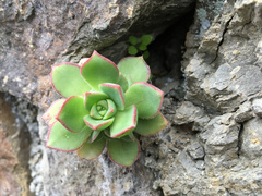 Aeonium haworthii