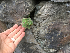 Aeonium haworthii
