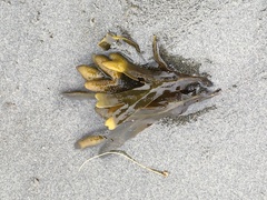 Fucus distichus