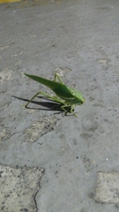 Philophyllia guttulata