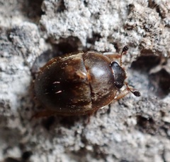 Amphicrossus ciliatus