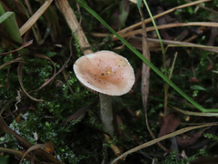 Stropharia inuncta