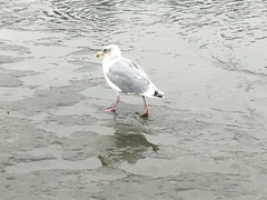 Larus glaucescens × occidentalis