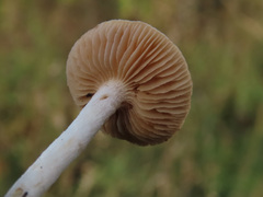 Stropharia inuncta