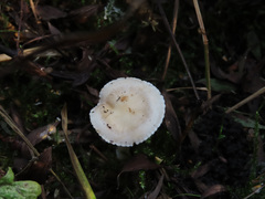 Stropharia inuncta