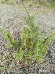Juniperus