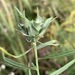 Asphondylia pseudorosa - Photo (c) Don Sutherland, algunos derechos reservados (CC BY-NC), uploaded by Don Sutherland