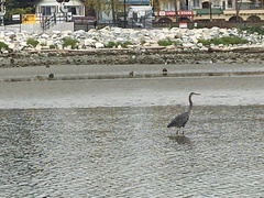 Ardea herodias
