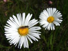 Allittia cardiocarpa